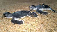Des bijoux pour sauver les tortues